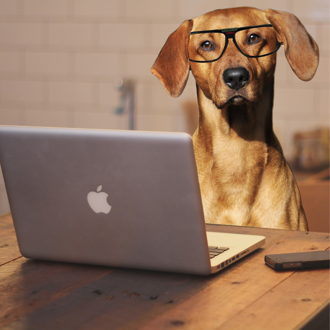 dog-on-a-computer-wearing-glasses